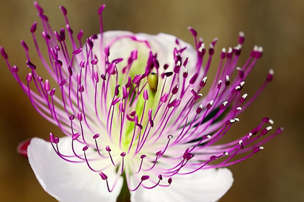 Capparis Spinosa - Kapar, To Krzewiasta Roślina Pochodząca Z Regionu śródziemnomorskiego.