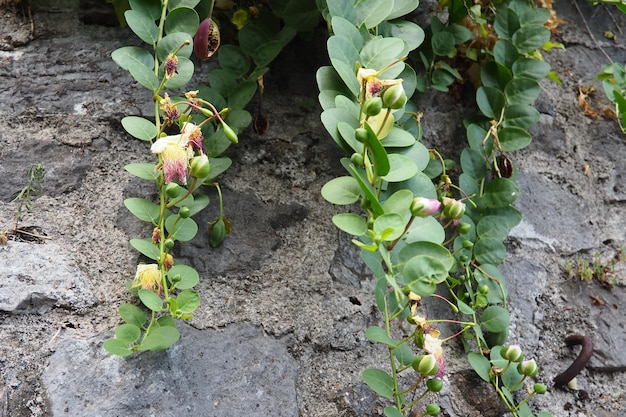 Capparis spinosa, krzew kaparowy Róża Flindersa to wieloletnia roślina, która ma zaokrąglone, mięsiste liście i duże białe do różowawobiałych kwiatów Jadalne pąki kwiatowe Kapary i owoce kaparów