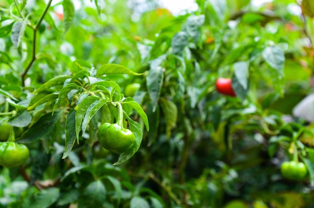 Capsicum annuum na drzewie