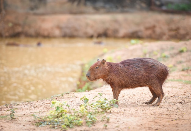 Capybara stojąca nad rzeką