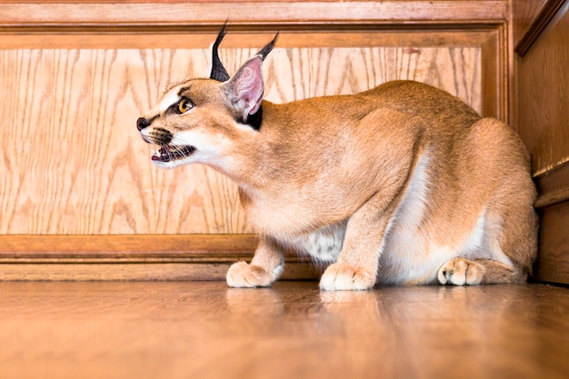 Caracal cat