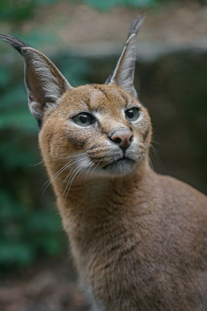 Caracal