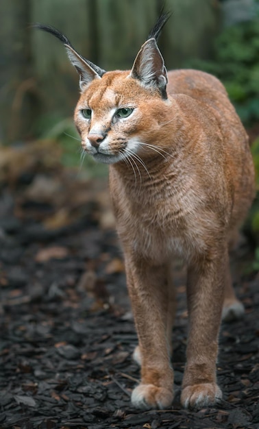 caracal