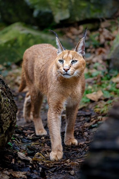 caracal