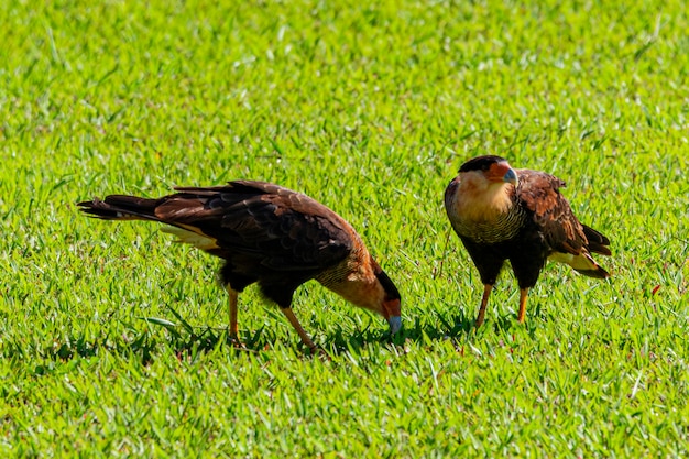 Caracara Plancus Para Ptaków Karmiących Się Na Trawniku W Słoneczny Dzień, Bardzo Piękna Para Jastrzębi, Ptaki Drapieżne.