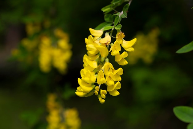 Caragana arborescens lub żółte kwiaty akacji na naturalnym letnim tle gałęzi drzewa