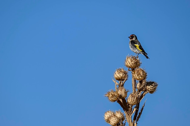 Carduelis carduelis lub szczygieł, to wróblowaty ptak z rodziny zięb.