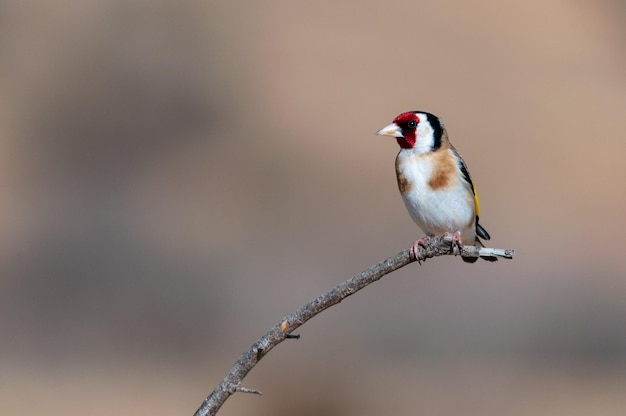 Carduelis Carduelis - Szczygieł Lub Cardelina To Ptak Wróblowaty Należący Do Rodziny Zięb.