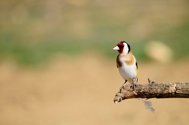 Carduelis carduelis - Szczygieł lub Cardelina to ptak wróblowaty należący do rodziny zięb.