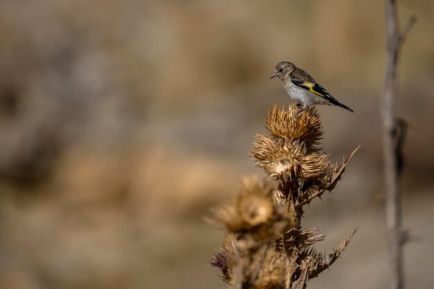 Carduelis carduelis Szczygieł lub Cardelina to wróblowaty należący do zięby f