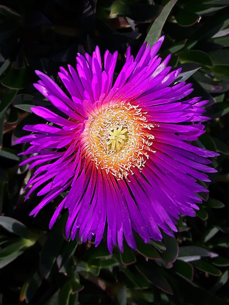 Carpobrotus acinaciformis w pełnym rozkwicie na łące