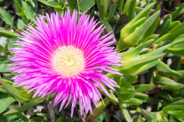 Carpobrotus edulis Hottentotfig roślina lodowa roślina lodowa autostrada lub pigface