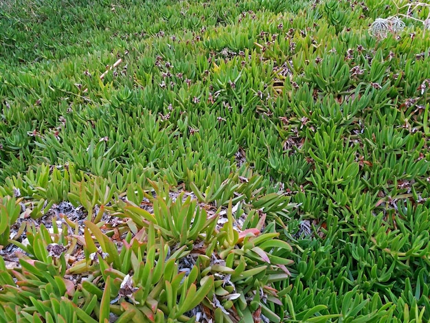 Carpobrotus edulis rośnie jak dywan w Grecji