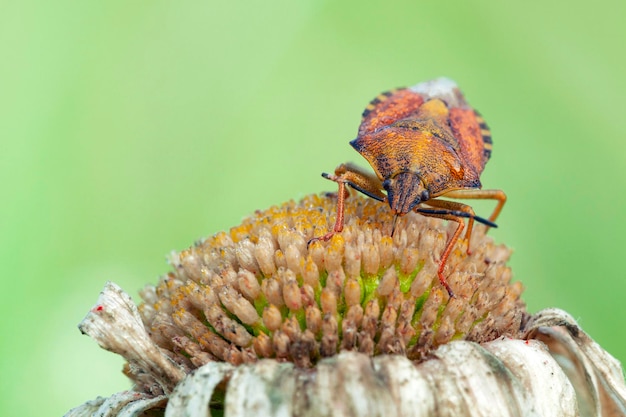 Carpocoris fuscispinus to gatunek pluskwiaka z rodziny Pentatomidae