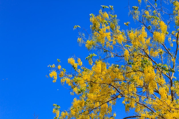 Cassia Fistuła w jasnym niebieskim niebie