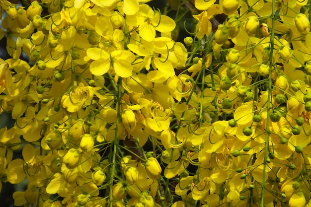 Zdjęcie cassia fitula jest narodowym drzewem tajlandii