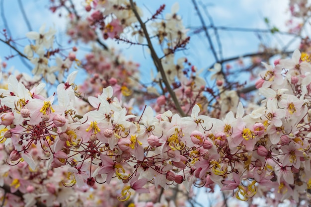 Cassia kwiat drzewa przetoki w sezonie wiosennym na Hawajach, USA. Piękne naturalne tło wiosna.