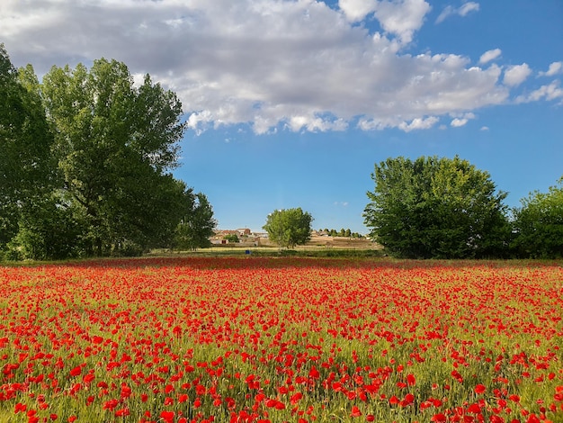 Castilla la Mancha Albacete Campo de amapolas en Ossa de Montiel