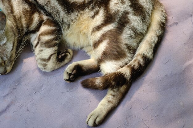 Cat &#39;foot.animal paw