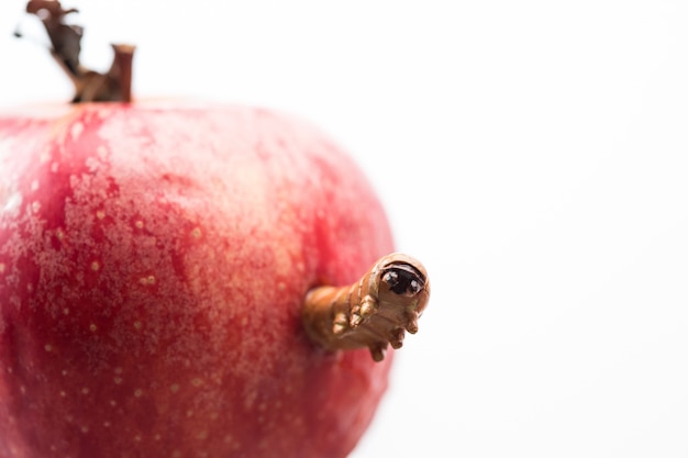 Zdjęcie caterpillar peeking out from apple