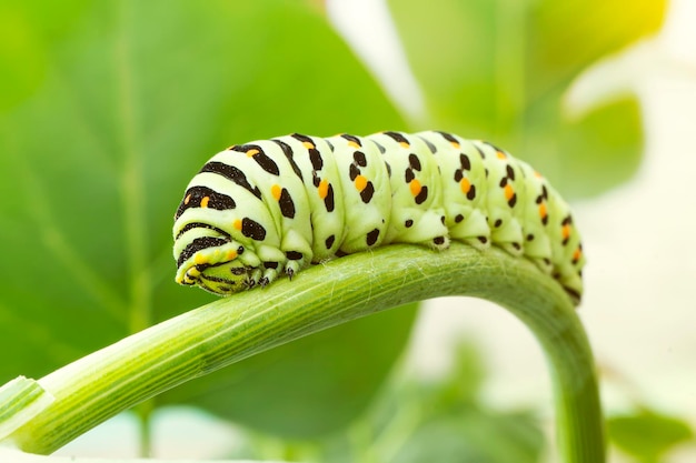 Caterpillar Swallowtail z bliska, czołgając się na gałęzi kopru Macrophoto