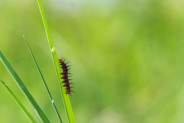 Caterpillar wspinaczka na liściach trawy