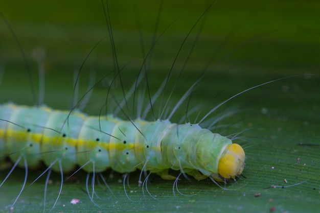 Caterpillar, Zamyka W Górę Gąsienicy W Tropikalnym Lesie