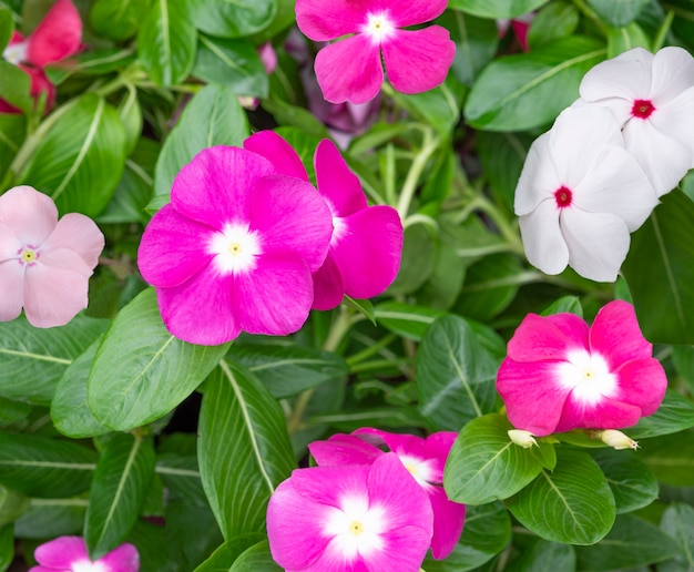 Catharanthus Roseus lub Vinca flower, różowy, biały i fioletowy kwiat Vinca w ogrodzie