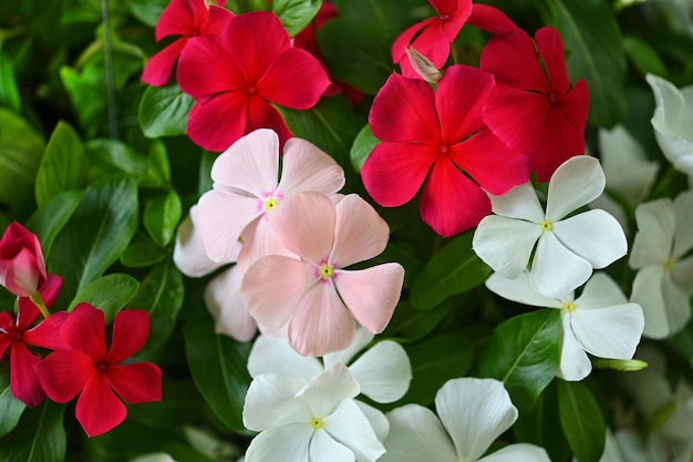 Catharanthus Roseus Lub Vinca Kwiat Czerwony Biały I Fioletowy Kwiat Vinca W Ogrodzie