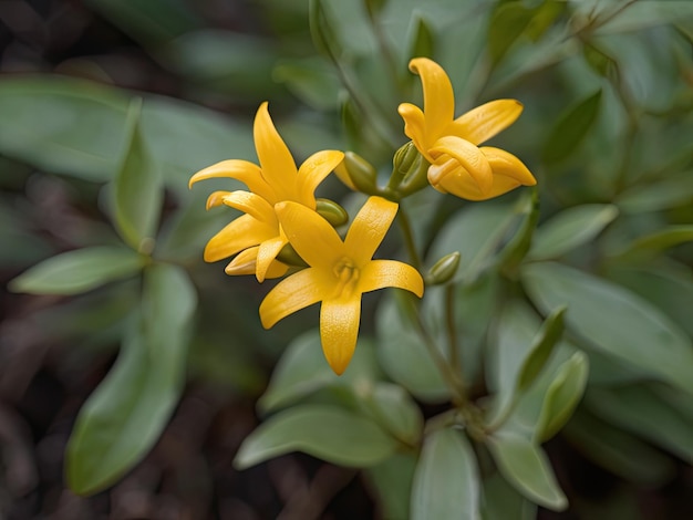 Cats Claw Uncaria tomentosa w ogrodzie