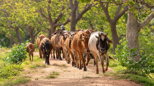 Cattleman i bydło spacerujące po szutrowej drodze Wsie wiejskie i krajobrazy kulturowe w Anuradhapura Sri Lanka