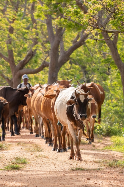 Cattleman i bydło spacerujące po szutrowej drodze Wsie wiejskie i krajobrazy kulturowe w Anuradhapura Sri Lanka