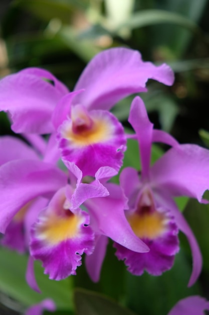 Cattleya labiata, znana również jako karmazynowa cattleya lub cattleya o rubinowych wargach. fioletowy kwiat orchidei.