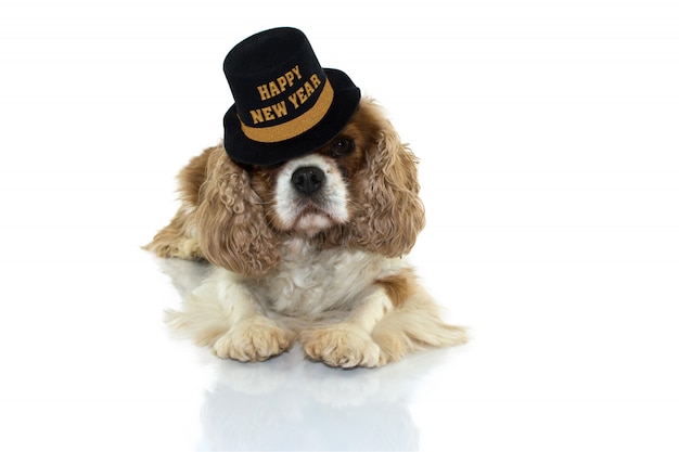 Cavalier Charles Dog Celebrating New Year With Party Czarny I Złoty Kapelusz Z Tekstem. Lying Down, Poszukująca Kamery Znaczące Białe Tło.