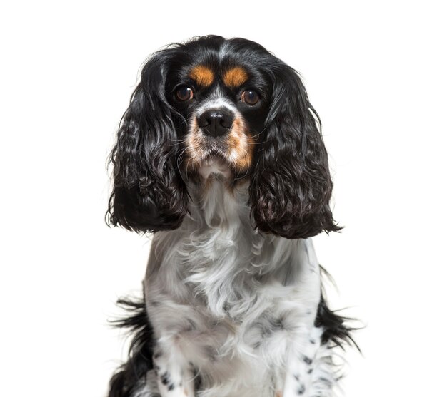 Cavalier King Charles, 6 lat, siedzący na białym tle