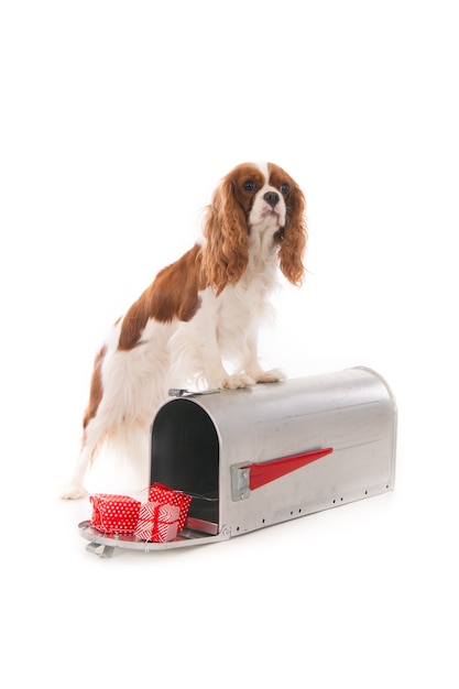 Cavalier King Charles pies stojący na skrzynce pocztowej z prezentami świątecznymi