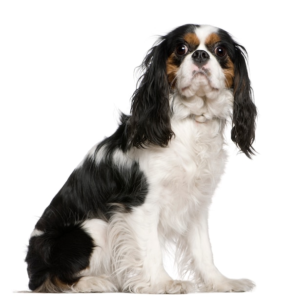 Cavalier King Charles Spaniel, 3 lata, siedzący przed białą ścianą