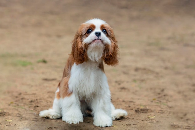 Cavalier king charles spaniel bawiący się na piaszczystym polu