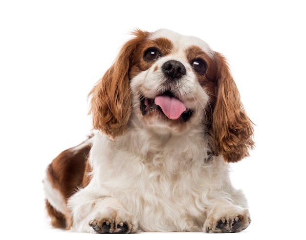 Cavalier King Charles Spaniel leżący