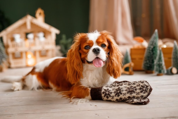 Cavalier King Charles Spaniel Leży Na Podłodze W Zimowych Rękawach Pies świętuje Nowy Rok