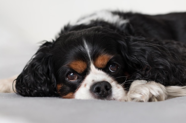 Cavalier King Charles Spaniel na koce