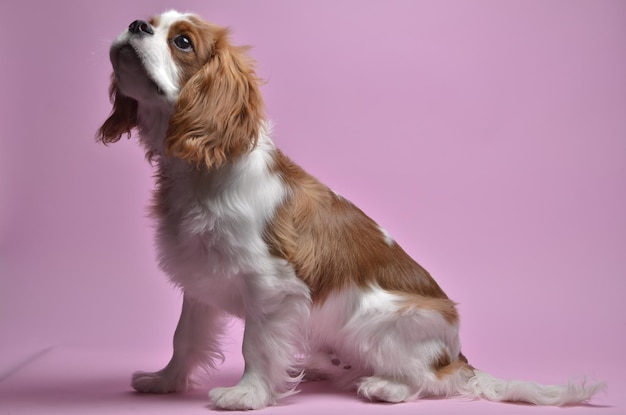 Cavalier king charles spaniel na różowym tle