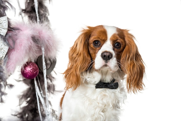 Cavalier King Charles Spaniel obok świątecznej dekoracji na białym tle