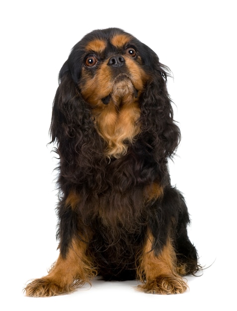 Cavalier King Charles Spaniel pies portret na białym tle