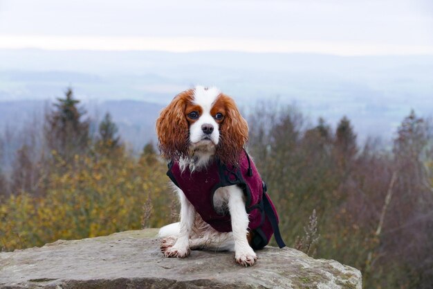 Zdjęcie cavalier king charles spaniel pies w ciepłym zimowym płaszczu na skale przed malowniczym widokiem