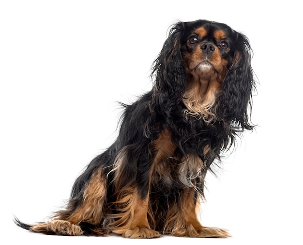 Cavalier King Charles Spaniel przed białą ścianą