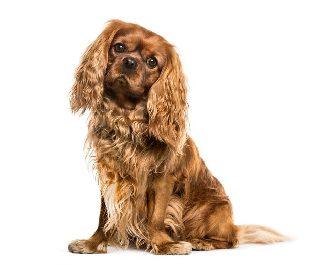 Cavalier King Charles Spaniel siedzący na białym tle