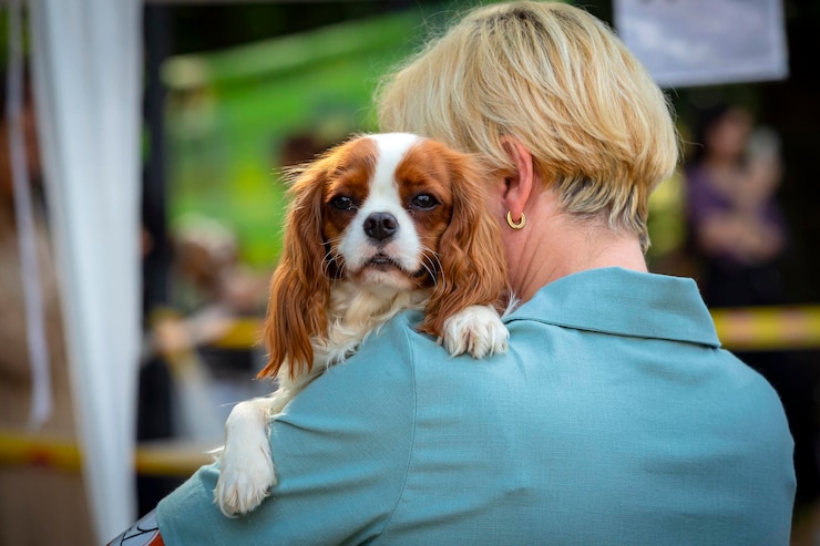 Cavalier King Charles spaniel ..Siedzący na ramieniu gospodyni..