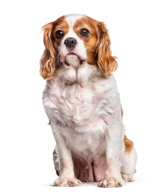 Cavalier King Charles Spaniel Siedzi Na Białym Tle