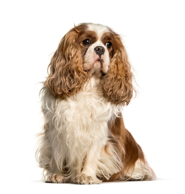 Cavalier King Charles Spaniel siedzi na białym tle